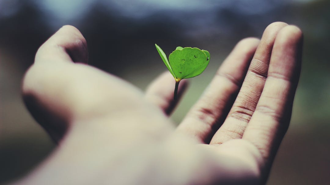 Picture of a sapling growing from someone's hand